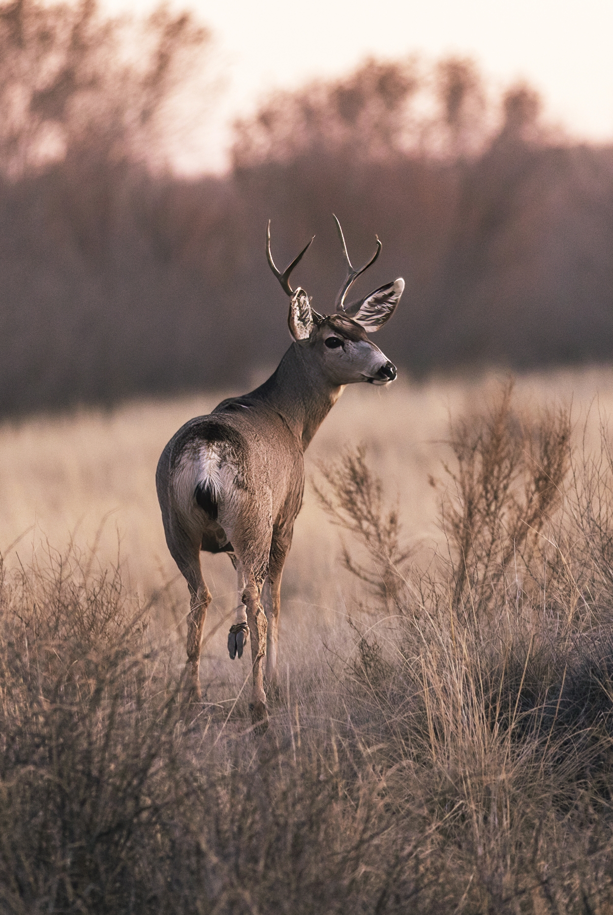 Mule Deer, Bosque del Apache National Wildlife Refuge